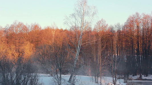 冬季仙境季森林景观视频的预览图