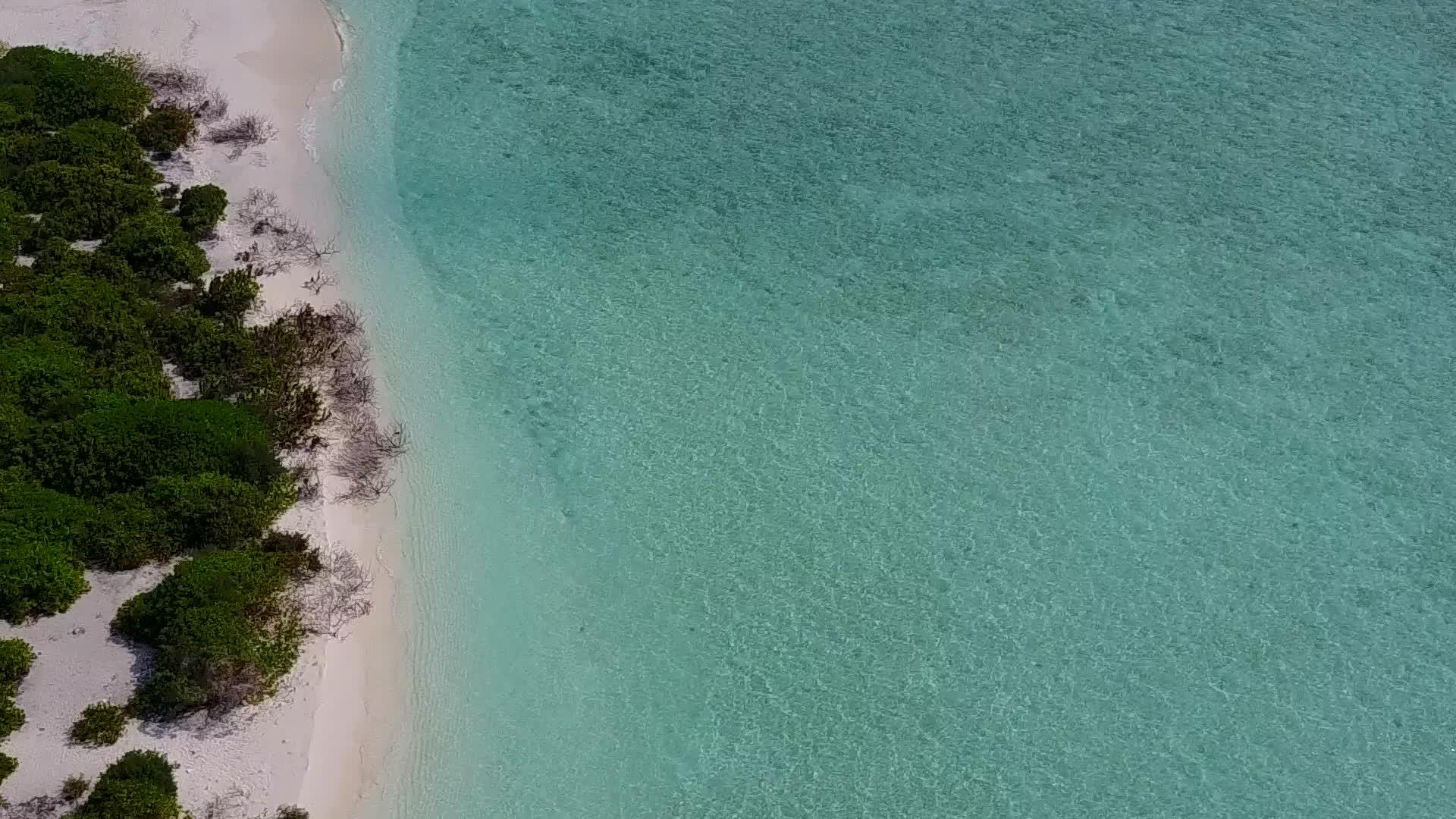 浅海和棕榈树附近的白沙背景放松了海滩生活方式的开放性视频的预览图