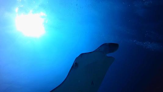 马尔代夫潜水魔鬼鱼视频的预览图