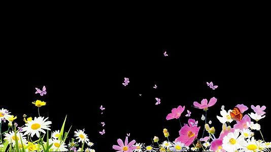 小蝴蝶花草带通道视频的预览图