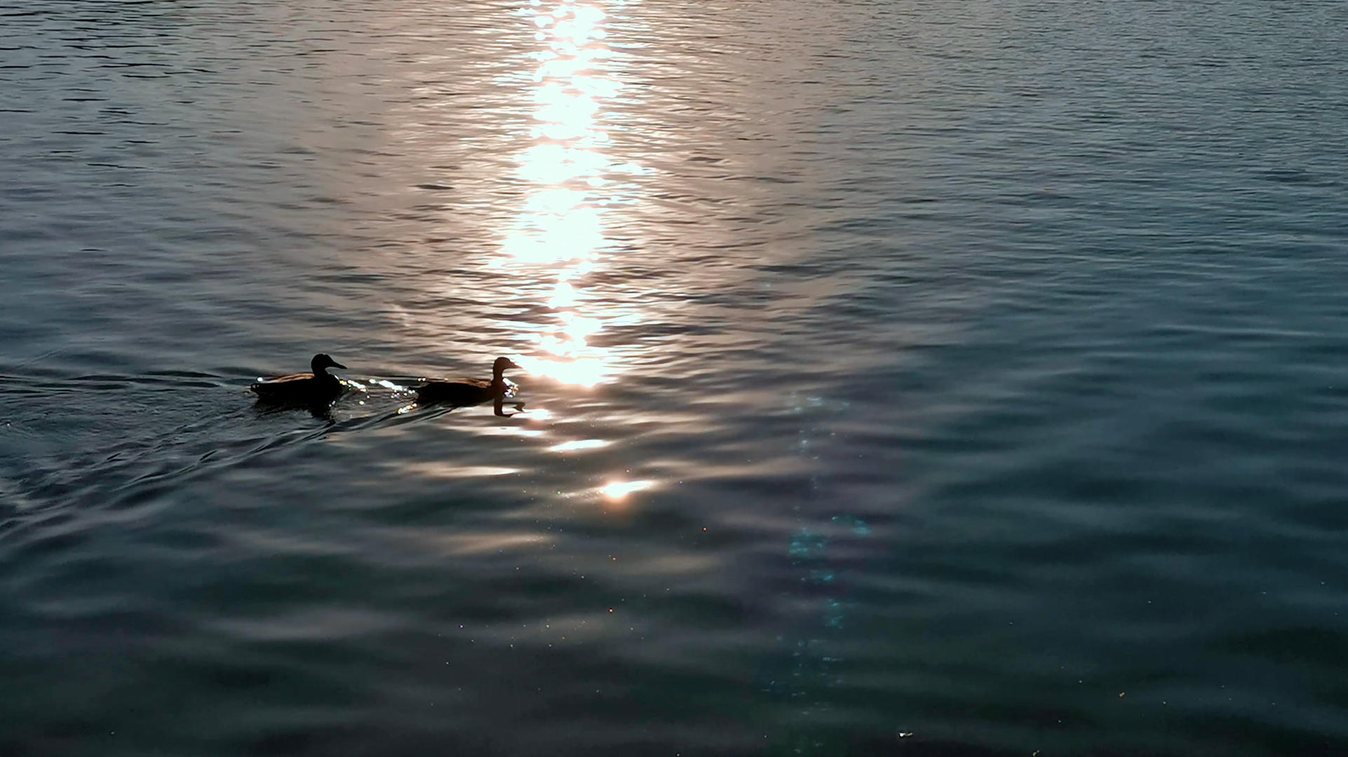 4K日落湖泊上野鸭游泳视频的预览图