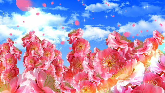 4K樱花背景素材视频的预览图