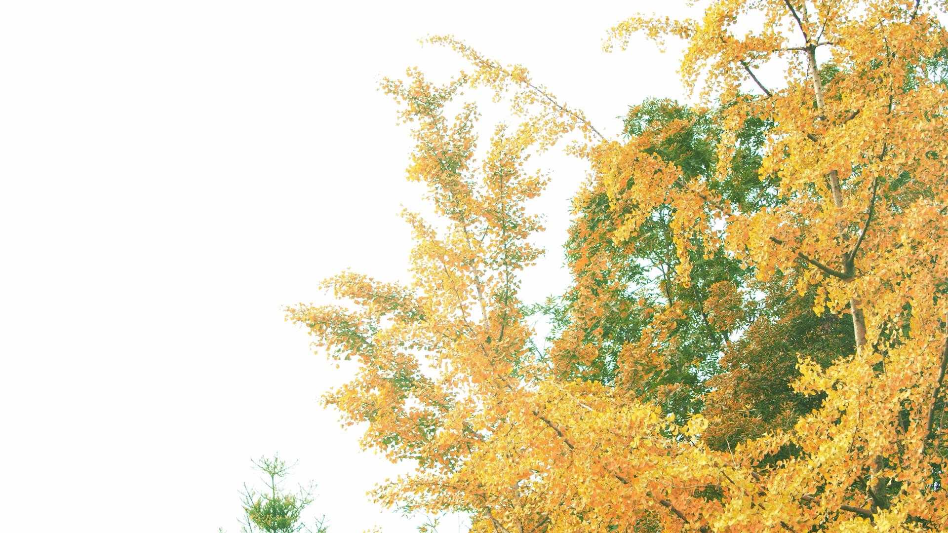 4K实拍秋天树上银杏叶随风飘动视频的预览图