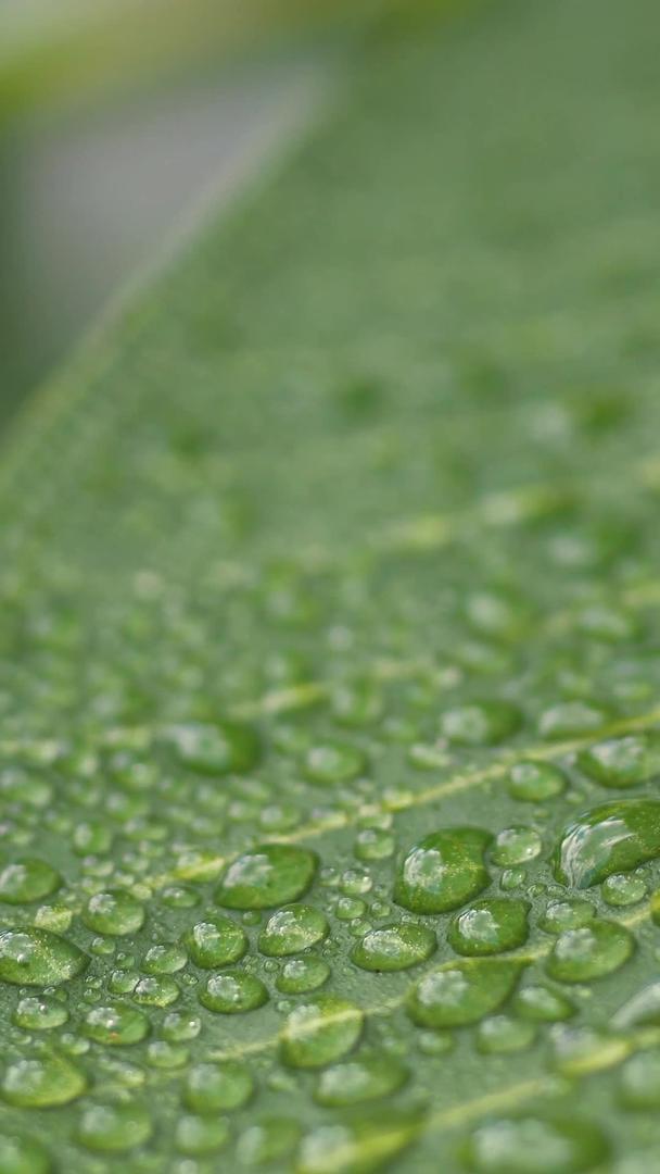 夏季小夏微距植物纹理水珠视频的预览图