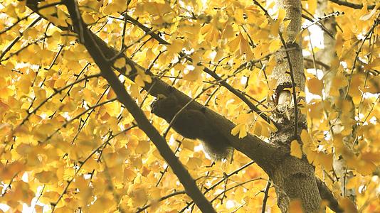 4K实拍秋天金黄的银杏树上的松鼠视频的预览图