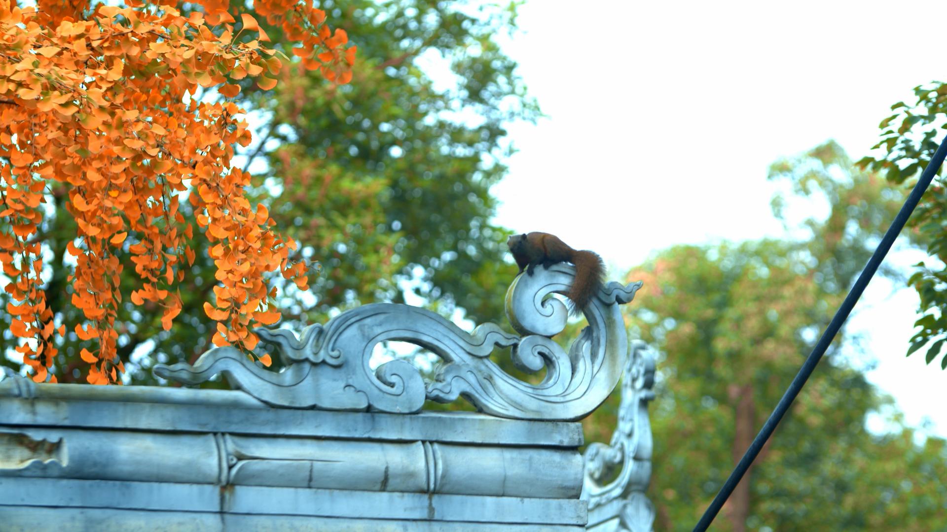 4K实拍秋天房檐上的觅食松鼠视频素材视频的预览图