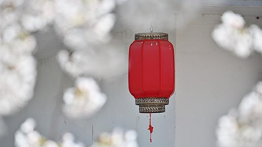 红灯笼与樱花视频的预览图