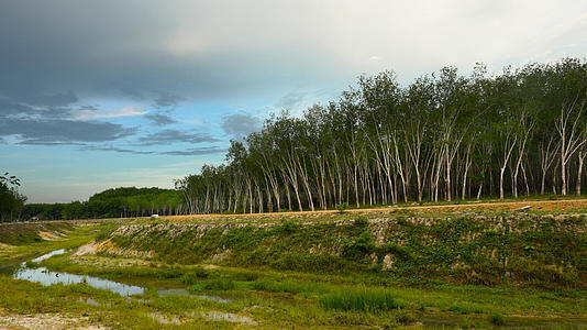 东南亚橡胶树林延时4K合集视频的预览图
