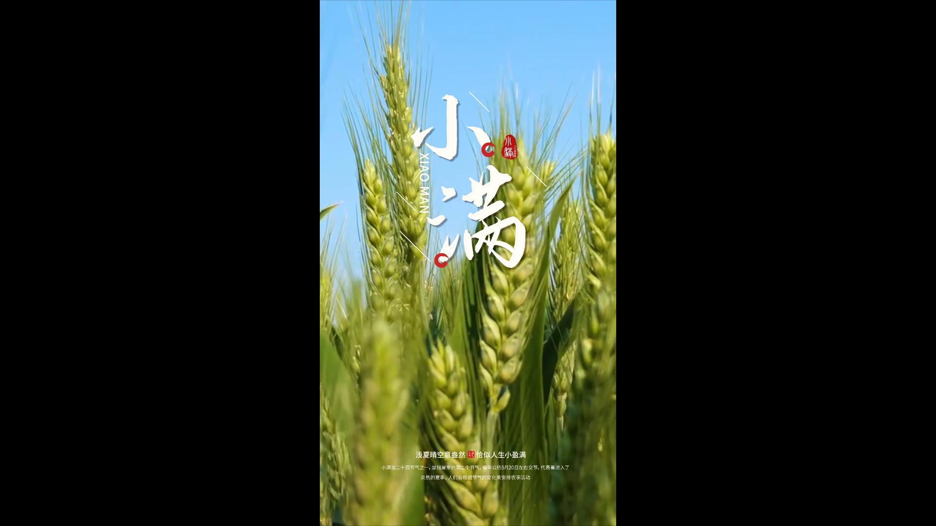 清新简约小满24节气垂直海报AE模板视频的预览图