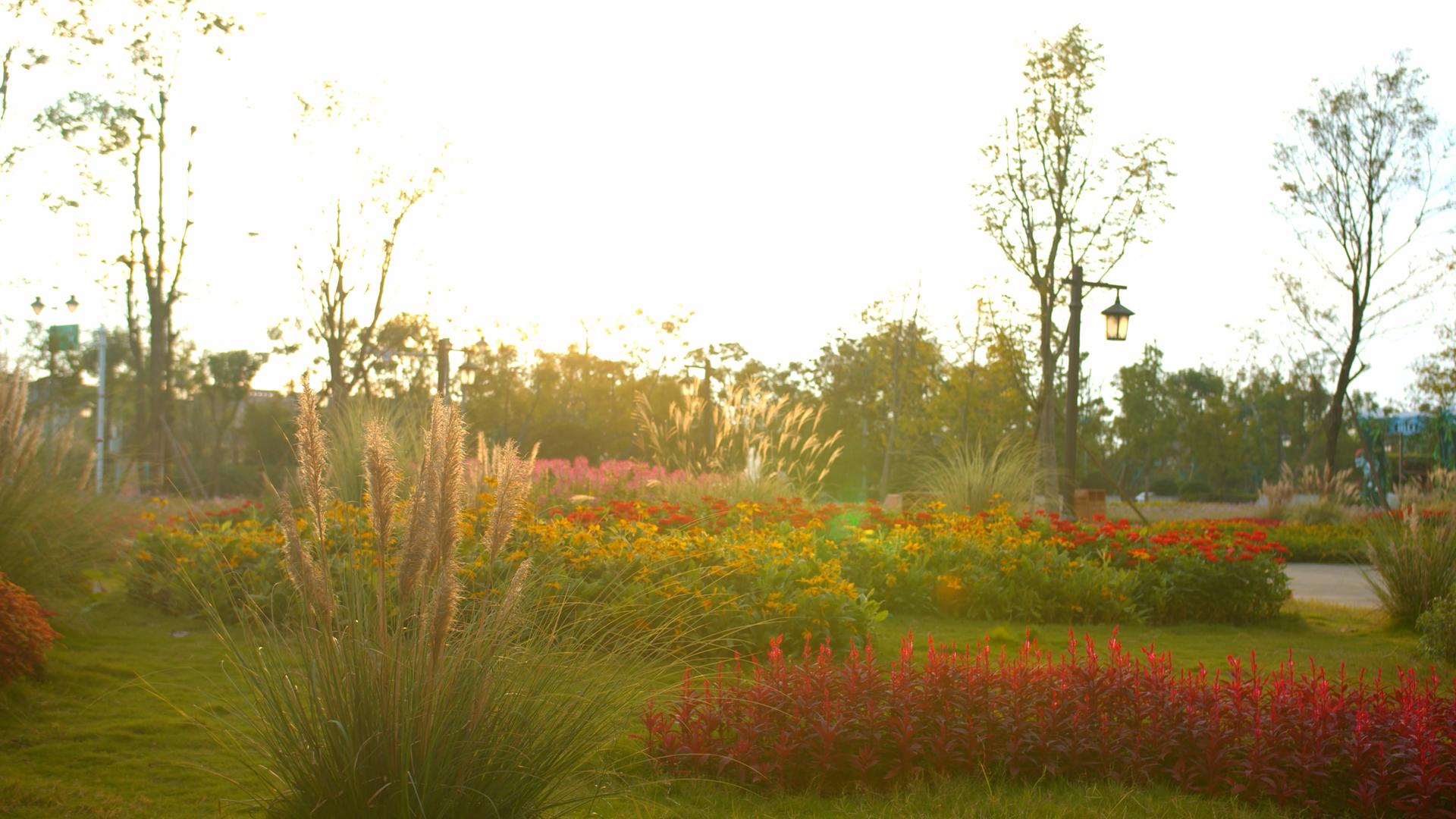 4K实拍夕阳下秋天唯美花园视频素材视频的预览图