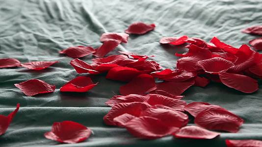 玫瑰花瓣紧紧地贴在床上视频的预览图