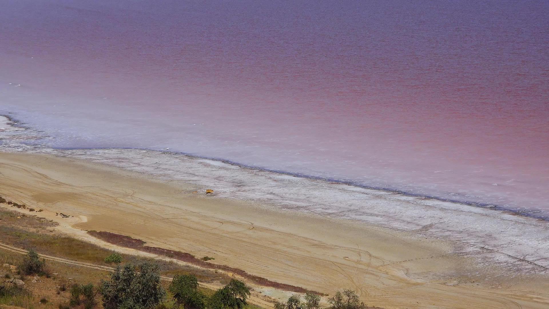黑海河口有来自白血病和白血病的玫瑰水dunaliella视频的预览图