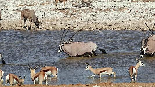 一个水坑etosha国家公园的非洲野生动物视频的预览图