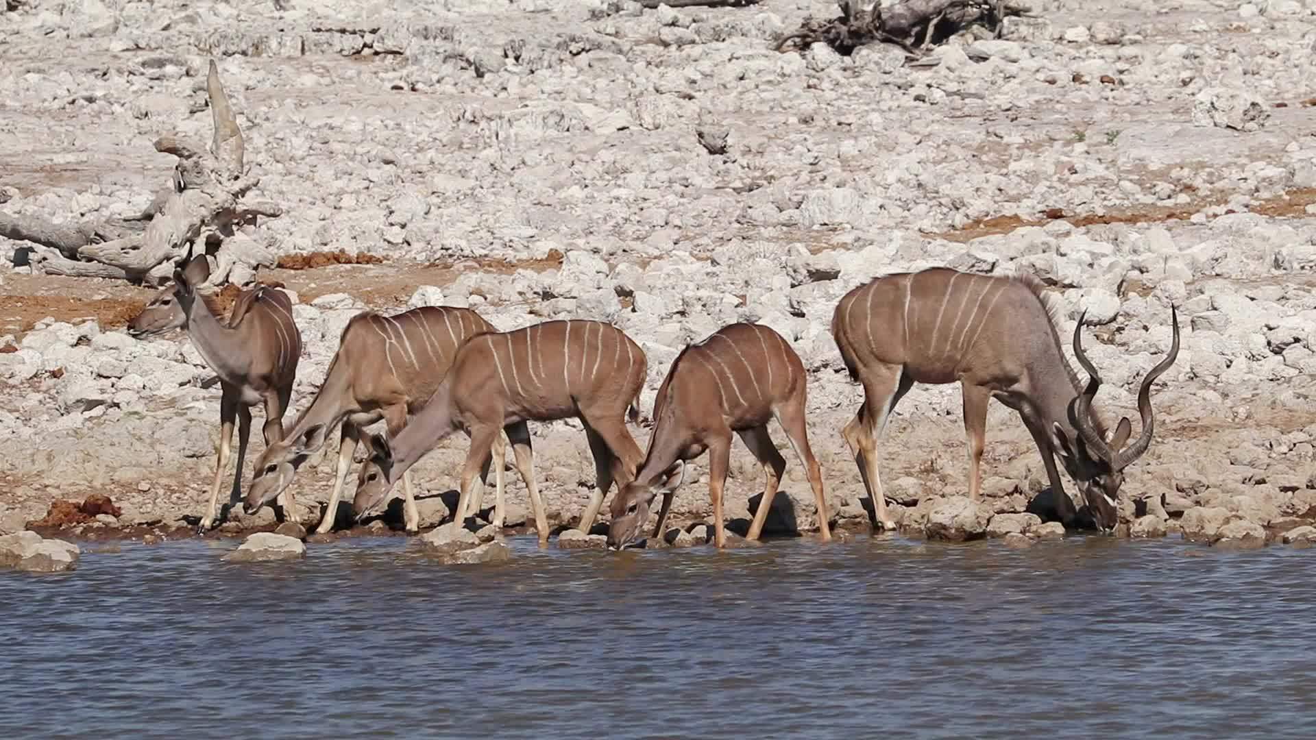 Kudu羚羊饮用水公园视频的预览图