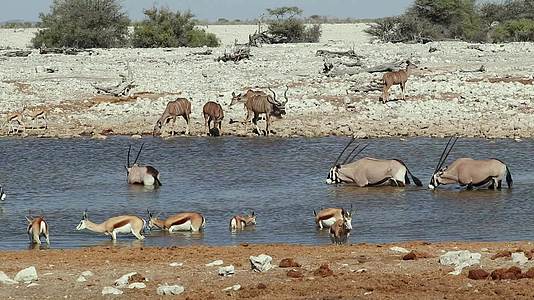 非洲野生动物的国家公园视频的预览图