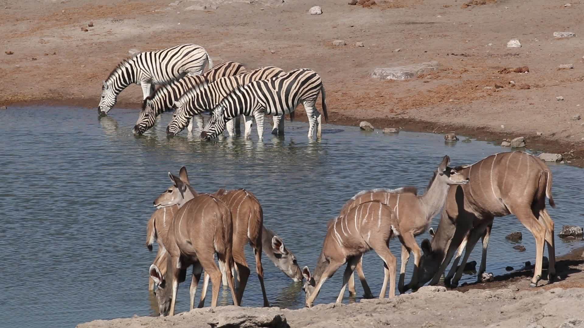 kuduantelopes喝斑马水视频的预览图