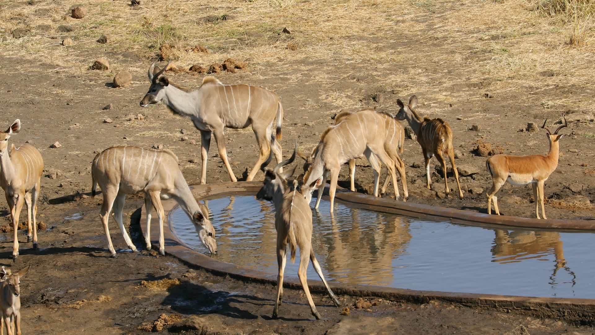 kuduantellopes饮用水Kruger国家视频的预览图