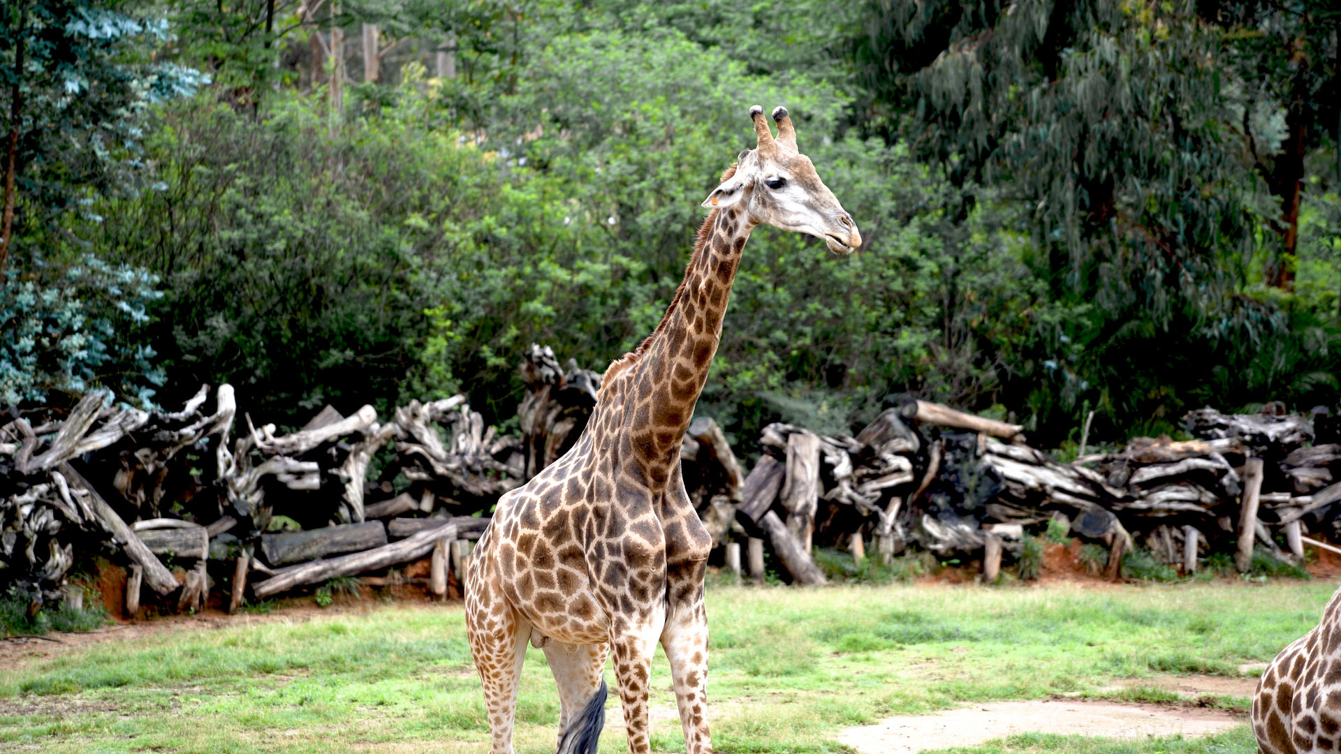 8K实拍动物园里的长颈鹿视频的预览图