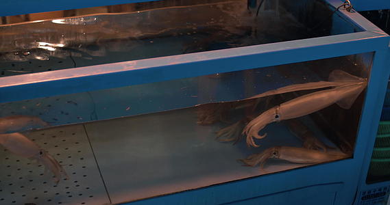 在仓库水族馆拍摄鱿鱼的照片视频的预览图