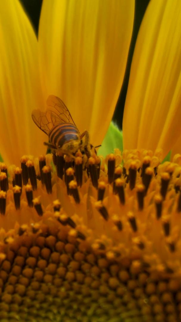 向日葵蜜蜂采蜜视频的预览图