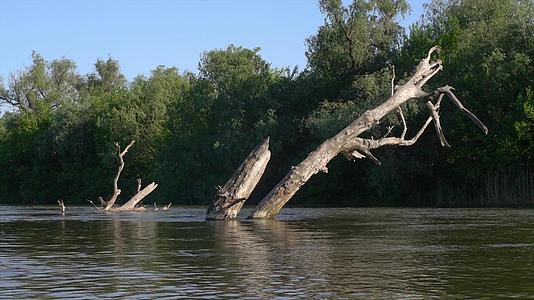河里有枯树时空倒塌视频的预览图