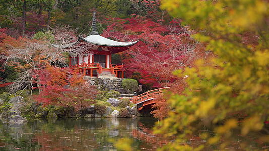 秋天 京都雅潘有五颜六色的木瓜树寺庙视频的预览图