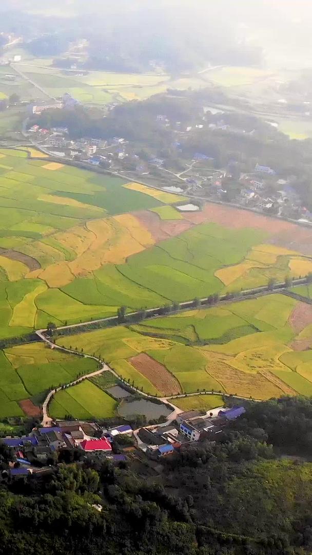 秋季湖南乡村成熟稻田视频的预览图