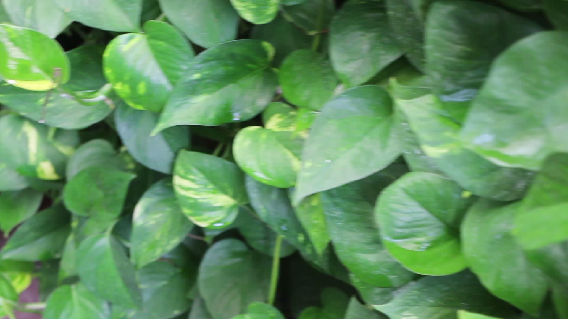 垂直绿叶植物园视频的预览图