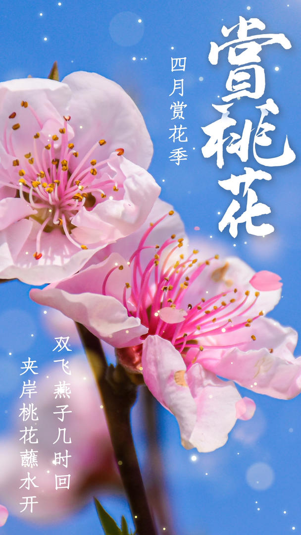 春天赏花季赏桃花视频海报视频的预览图