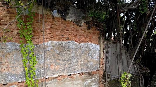 树木从废弃的古代遗产建筑中飞出视频的预览图