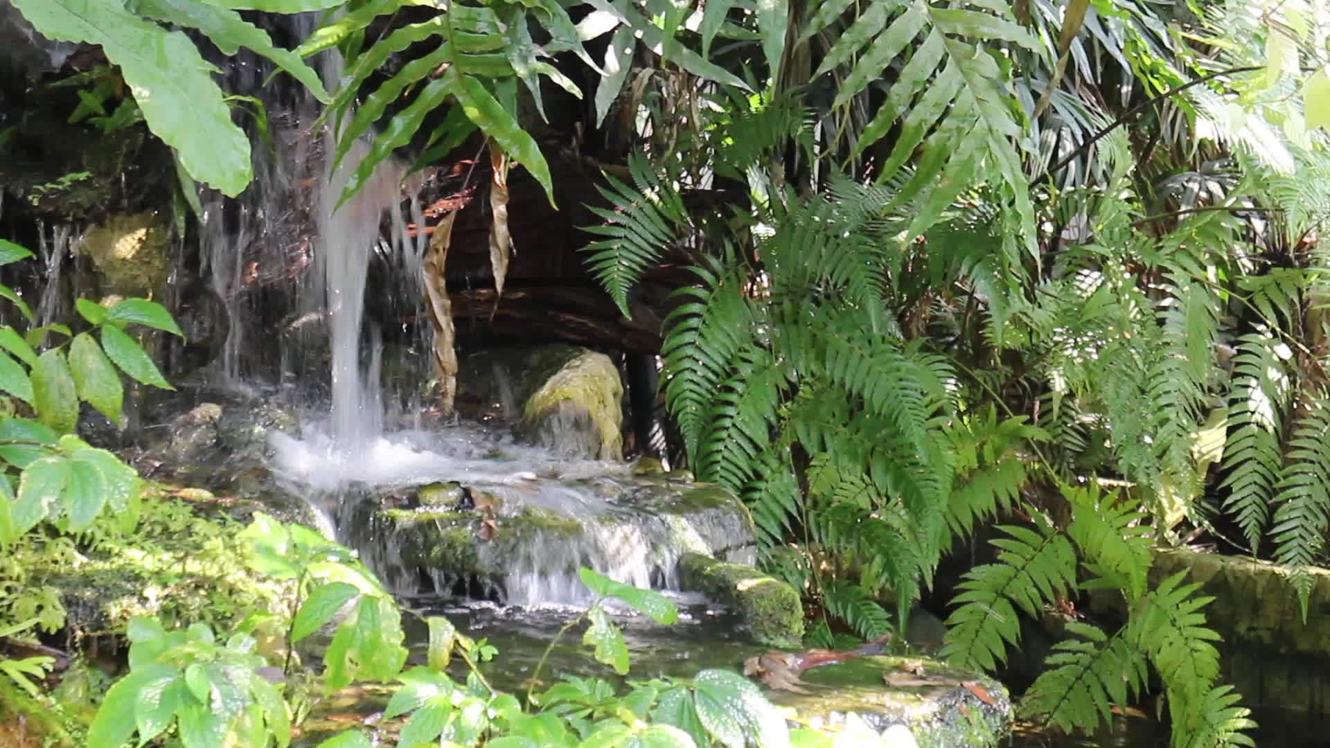 在度假胜地放松热带绿色花园视频的预览图