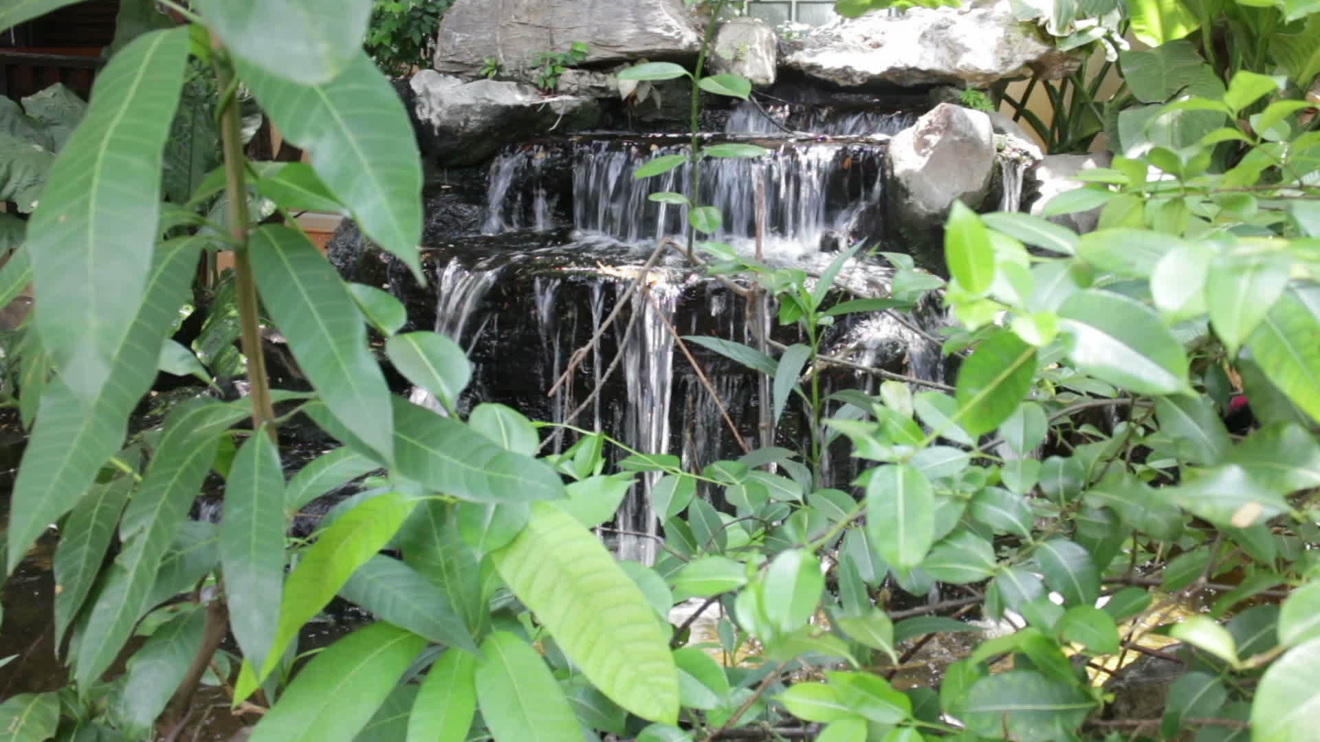 家庭花园里的小瀑布视频的预览图