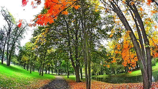 公园里美丽的秋树视频的预览图