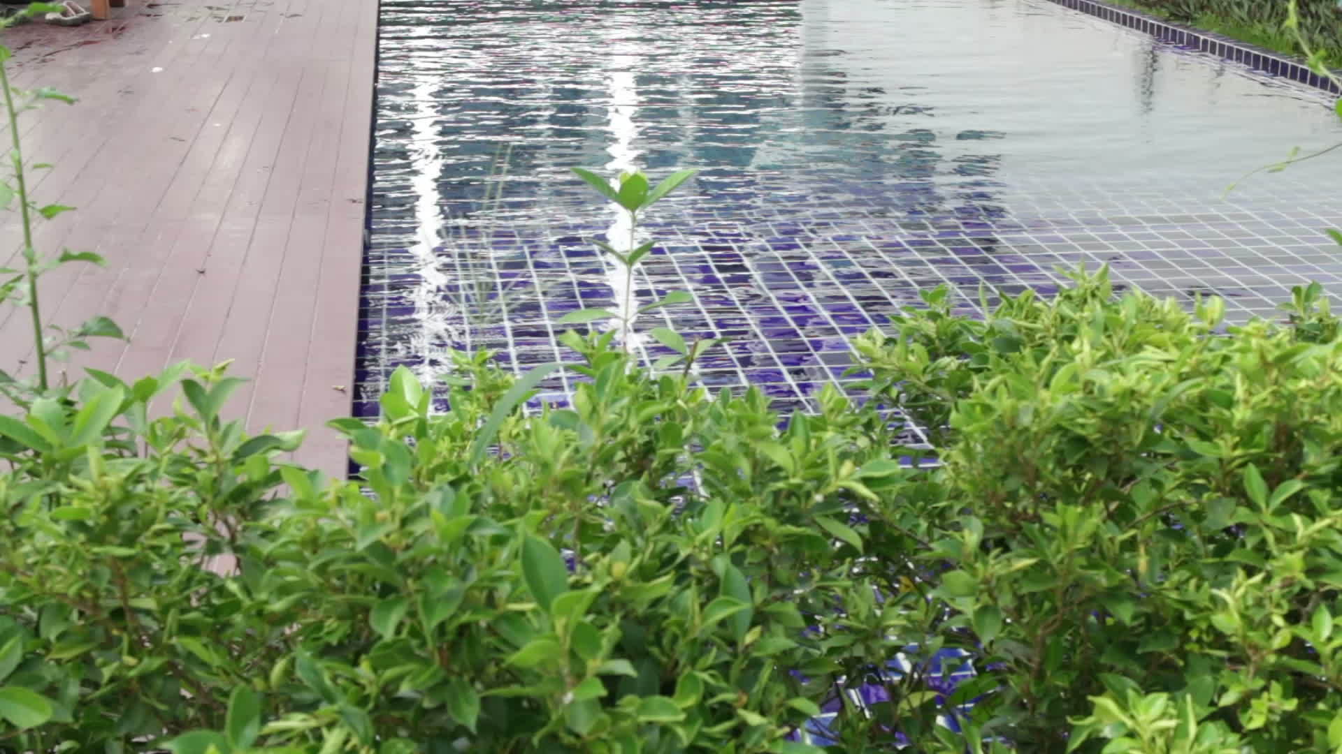 游泳池绿花园边缘视频的预览图