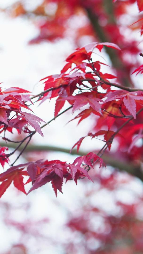 真实拍摄秋天红叶随微风摇动视频素材视频的预览图