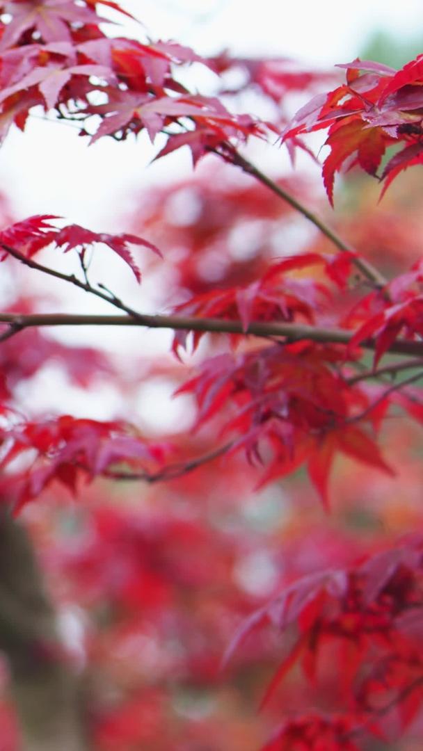 真实拍摄秋天红叶随微风摇动视频素材视频的预览图