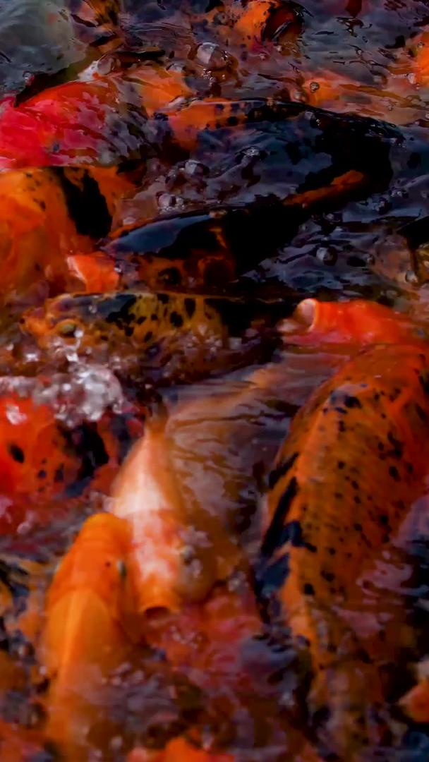 池子里的金鱼锦鲤觅食视频的预览图