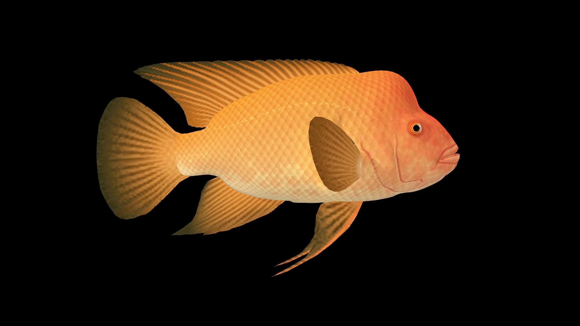 三维鱼动画视频的预览图