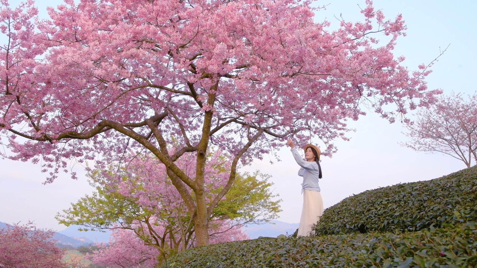 樱花茶园4K与少女视频的预览图