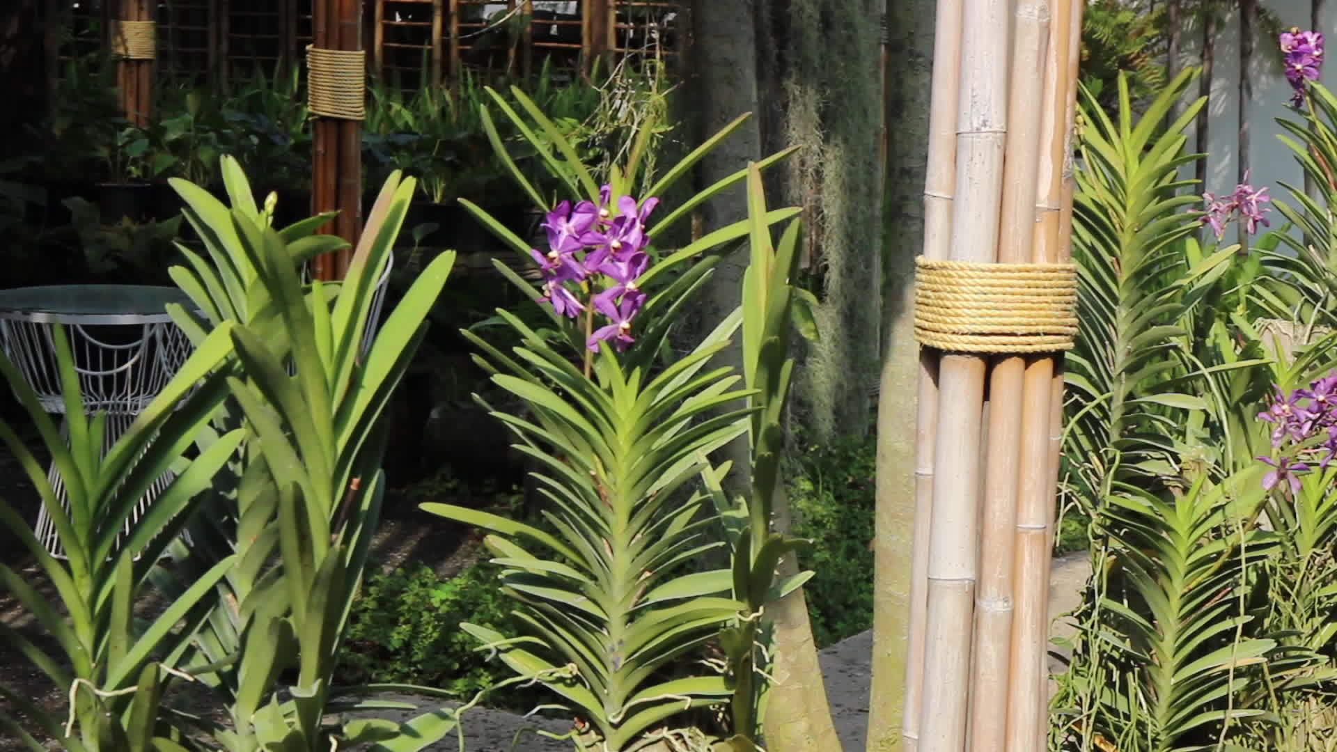 热带温室花园视频的预览图