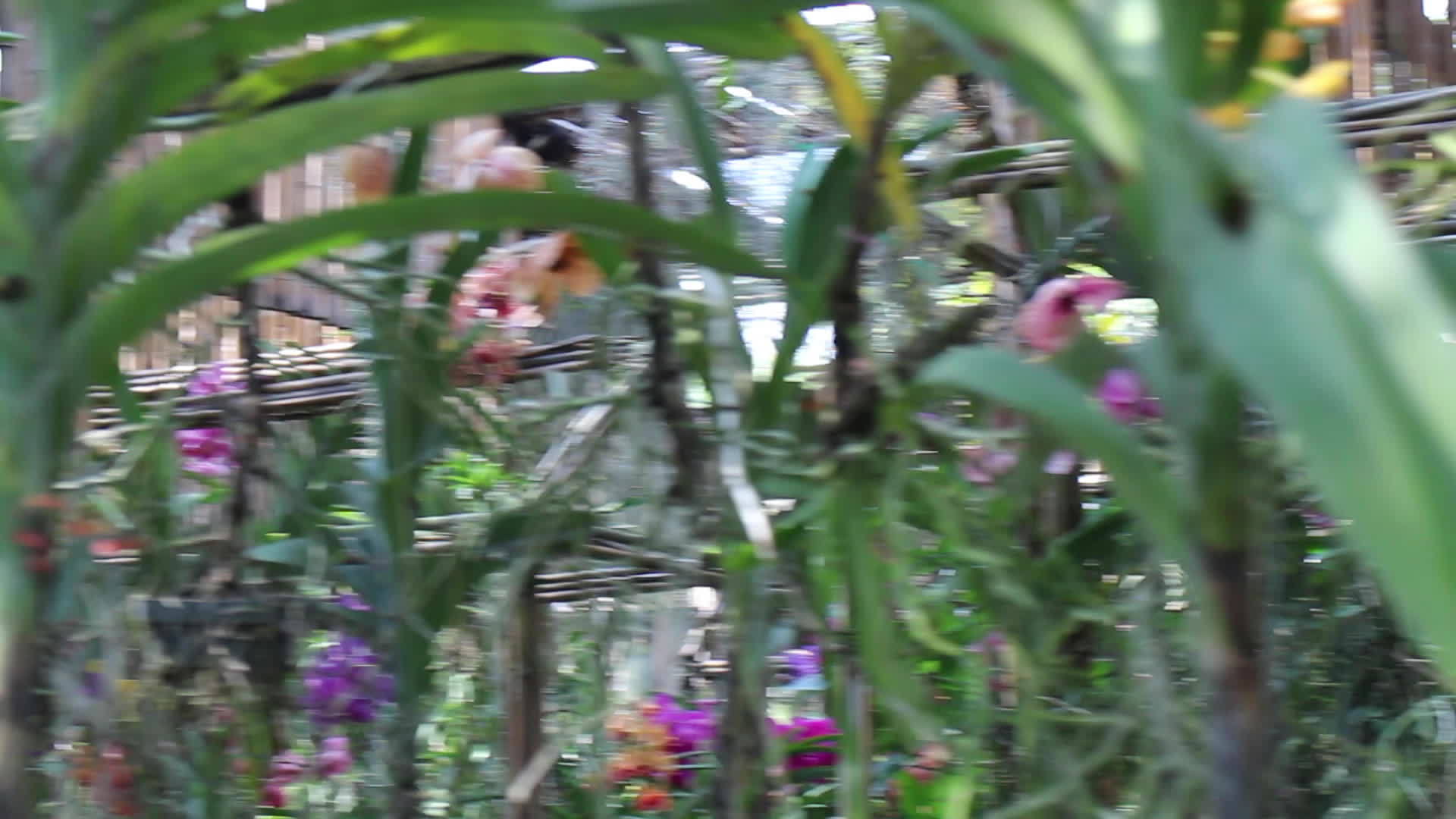 五颜六色的兰花热带温室花园视频的预览图