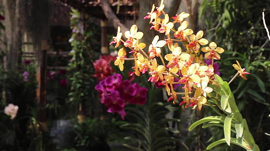 五颜六色的兰花热带温室花园视频的预览图