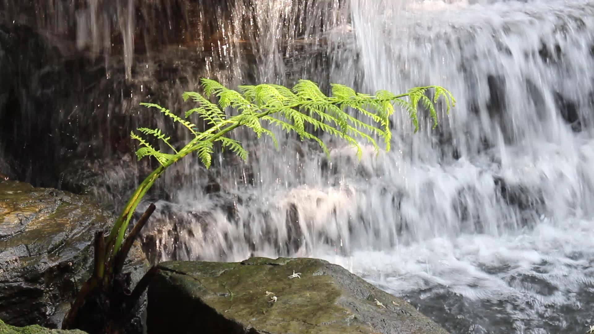 瀑布流向小溪视频的预览图