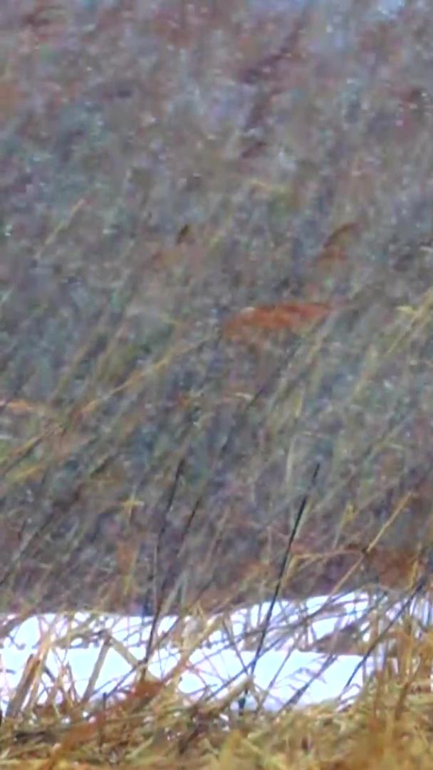 丹顶鹤在雪地里视频的预览图