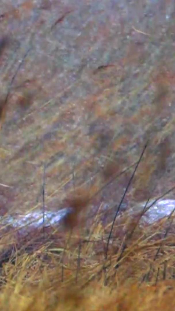 丹顶鹤在雪地里视频的预览图