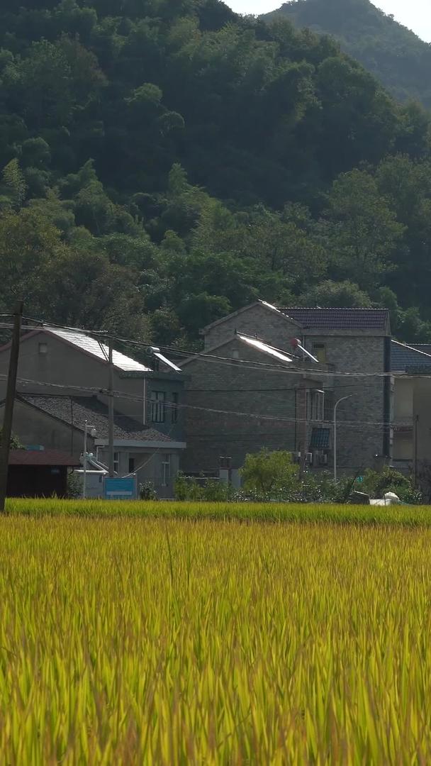 秋天收割水稻的实拍视频的预览图