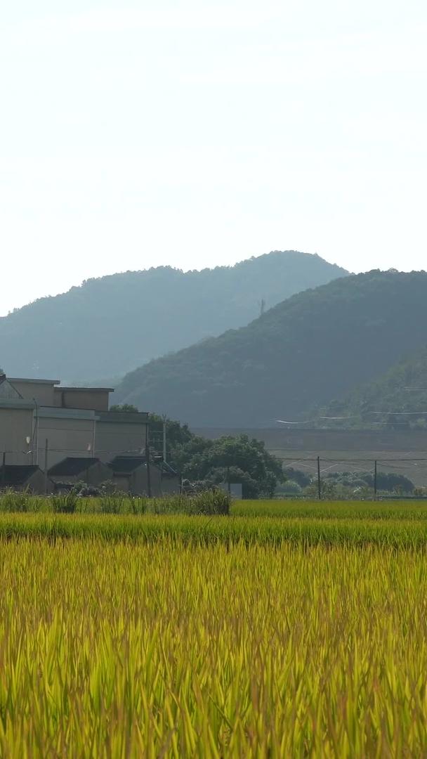 秋天收割水稻的实拍视频的预览图
