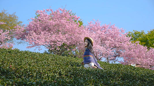 樱花茶园4K与少女视频的预览图