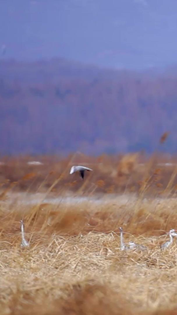 丹顶鹤群远景视频的预览图