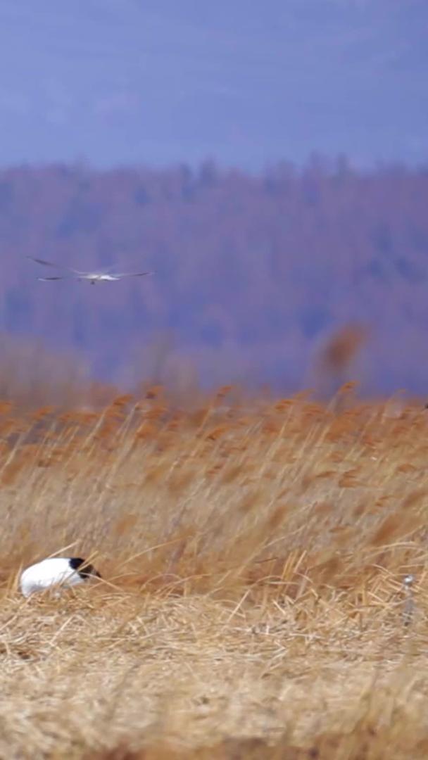 丹顶鹤群远景视频的预览图